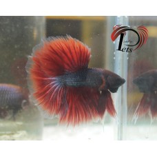 PDEC 2450